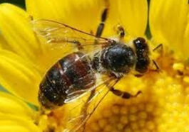 Το ανέκδοτο της ημέρας: Το… μόριο κι η μέλισσα