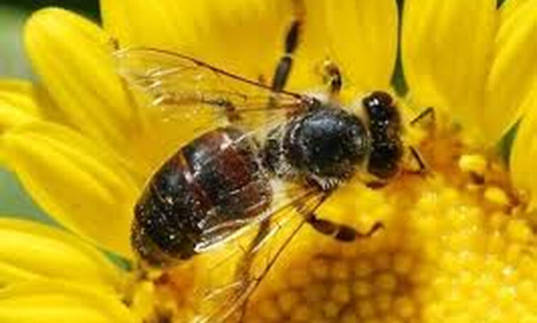 Το ανέκδοτο της ημέρας: Το… μόριο κι η μέλισσα