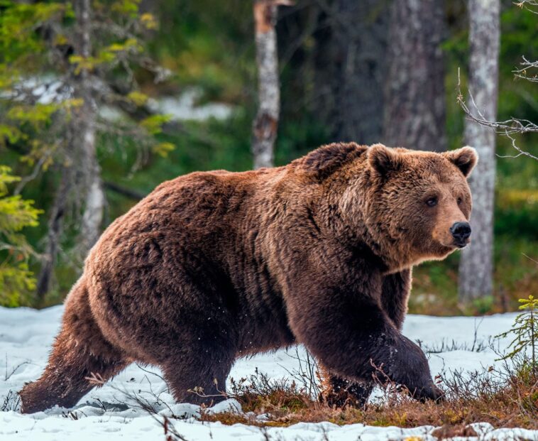 Ανέκδοτο: Δύο τύποι έχουν πάει για κατασκήνωση όταν μια αρκούδα εμφανίζεται μπροστά τους …! Τρελό γέλιο