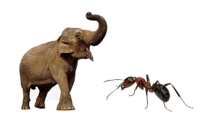 ΑΝΕΚΔΟΤΟ: Περνα ελέφαντας απο μυρμηγκοφωλια και… ΤΡΕΛΟ ΓΕΛΙΟ