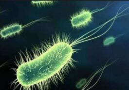Ανέκδοτο: Τα μικρόβια