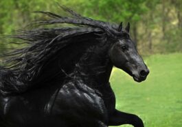 Ανέκδοτο: Το μαύρο άλογο και η φουκαριάρα γυναίκα …! Τρελό γέλιο