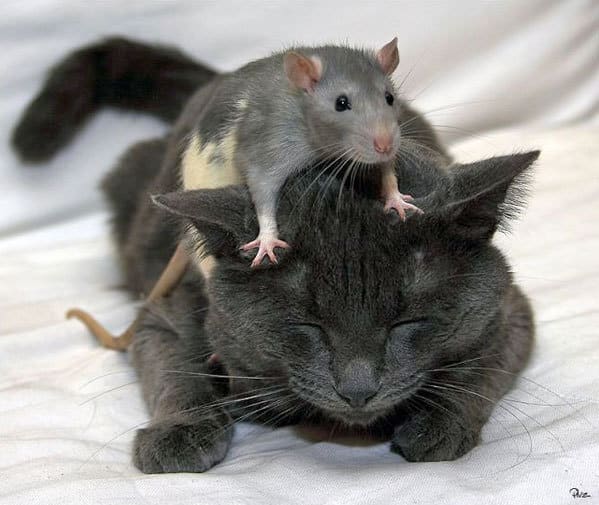 Ανέκδοτο: Η Σούπα και το ποντίκι …! Τρελό γέλιο