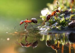 Ανέκδοτο: Ο Γιανάκης και τα μυρμήγκια …!Τρελό γέλιο
