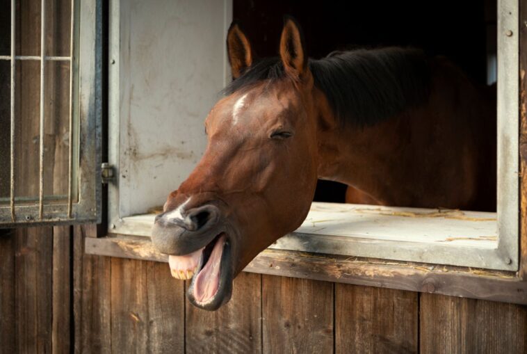 Ανέκδοτο με άλογο: Το κλάμα και η αγγελία