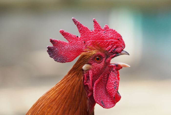 Ανέκδοτο με αγρότη: Αγοράζει ένας πτηνοτρόφος ένα κόκορα που κυνηγούσε όλη μέρα τις κότες