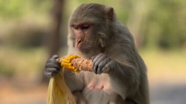 Ανέκδοτο στον ζωολογικό κήπο: H μαϊμού και το κουκούτσι