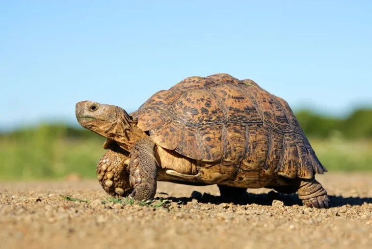 Ανέκδοτο με χελώνα: Τα σαλιγκάρια και το κυνηγητό