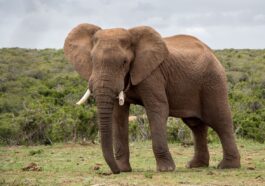 Ανέκδοτο με ελέφαντα: Το τσίρκο, το σχοινί και τα 25 ευρώ