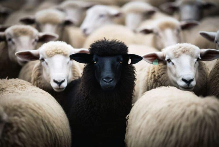 Ανεκδοτάρα με δημοσιογράφο: Ο βοσκός, η συνέντευξη και τα πρόβατα